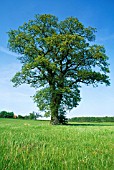 QUERCUS ROBUR, OAK