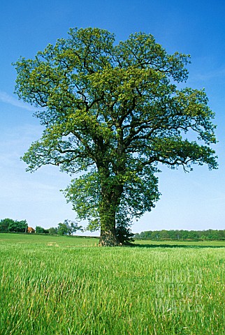 QUERCUS_ROBUR_OAK