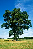 QUERCUS ROBUR, OAK