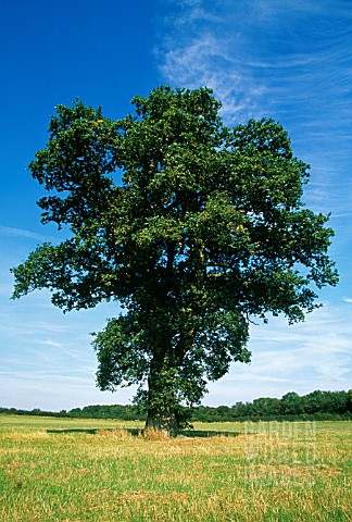 QUERCUS_ROBUR_OAK