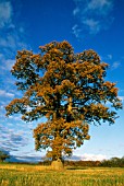 QUERCUS ROBUR, OAK