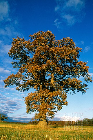 QUERCUS_ROBUR_OAK