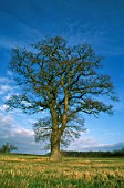 QUERCUS ROBUR, OAK