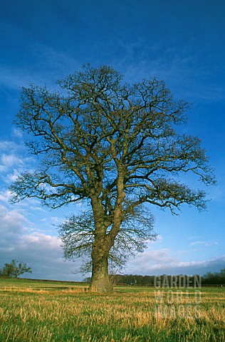 QUERCUS_ROBUR_OAK