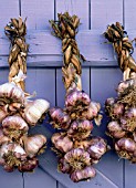 ALLIUM SATIVUM, GARLIC