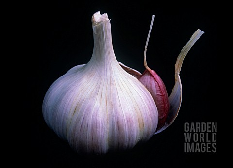 ALLIUM_SATIVUM_GARLIC