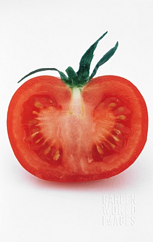 LYCOPERSICON_ESCULENTUM_TOMATO