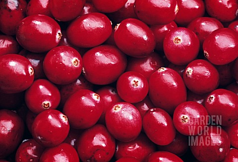 VACCINIUM_OXYCOCCOS_CRANBERRY