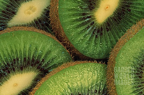 ACTINIDIA_CHINENSIS_KIWI