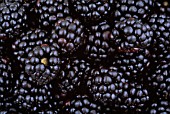 RUBUS ULMIFOLIUS, BLACKBERRY