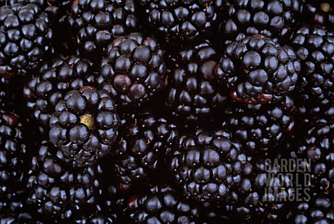 RUBUS_ULMIFOLIUS_BLACKBERRY