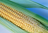 ZEA MAYS, SWEETCORN