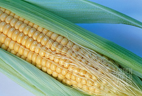 ZEA_MAYS_SWEETCORN