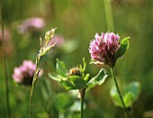 TRIFOLIUM, CLOVER