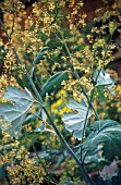 MACLEAYA CORDATA, PLUME POPPY