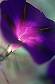 IPOMOEA TRI COLOUR ‘STAR OF YELTA’, MORNING GLORY