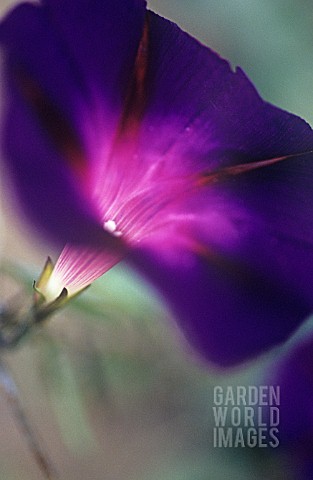 IPOMOEA_TRI_COLOUR_STAR_OF_YELTA_MORNING_GLORY