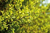 CRATAEGUS, HAWTHORN