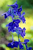 DELPHINIUM BLUE BEES, DELPHINIUM