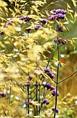 STIPA GIGANTEA, GOLDEN OATS