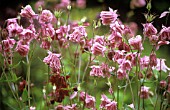 AQUILEGIA VULGARIS, AQUILEGIA, COLUMBINE