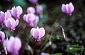 CYCLAMEN COUM ALBISSIMUM, CYCLAMEN