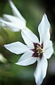 GLADIOLUS CALLIANTHUS, GLADIOLUS - ABSSYNIAN SWORD LILY