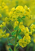 EUPHORBIA ROBBAIE, EUPHORBIA, SPURGE