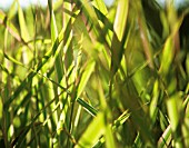 PHALARIS ARUNDINACEA ‘FEESY’, REED CANARY GRASS