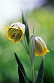 FRITILLARIA CRASSIFOLIA, FRITILLARY