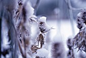 ERYNGIUM GIGANTEUM MISS WILMOTTS GHOST, SEA HOLLY - MISS WILMOTTS GHOST