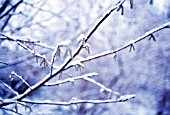 CORYLUS AVELLANA, HAZEL, COB-NUT