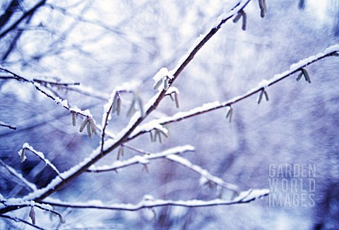 CORYLUS_AVELLANA_HAZEL_COBNUT