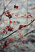 VIBURNUM OPULUS, VIBURNUM