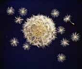 TARAXACUM OFFICINALE, DANDELION CLOCK