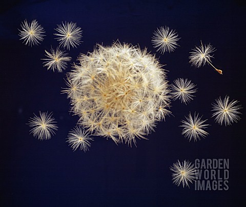 TARAXACUM_OFFICINALE_DANDELION_CLOCK