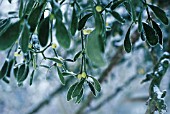 VISCUM ALBUM, MISTLETOE