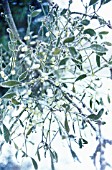 VISCUM ALBUM, MISTLETOE
