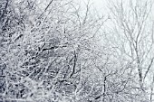 SNOW FROSTED BRANCHES