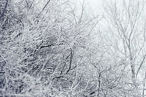 SNOW_FROSTED_BRANCHES