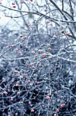 EUONYMUS EUROPAEUS, SPINDLE TREE