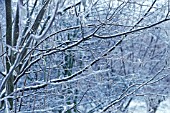 CORYLUS AVELLANA, HAZEL, COB-NUT