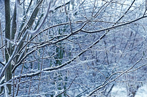 CORYLUS_AVELLANA_HAZEL_COBNUT