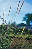 PENNISETUM MACROURUM, AFRICAN FEATHER GRASS