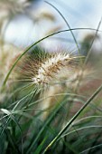 PENNISETUM ORIENTALE, ORIENTAL FOUNTAIN GRASS