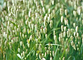 BRIZA MAXIMA, QUAKING GRASS