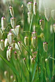 BRIZA MAXIMA, QUAKING GRASS