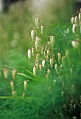 BRIZA MAXIMA, QUAKING GRASS