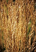 CALAMOGROSTIS X ACUTIFLORA KARL FOERSTER, FEATHER REED GRASS