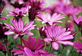 OSTEOSPERMUM, OSTEOSPERMUM